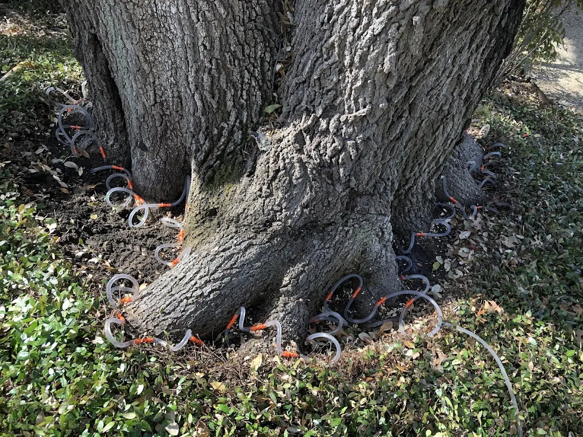 Detailed Tree Cabling and Bracing job site in Dewart