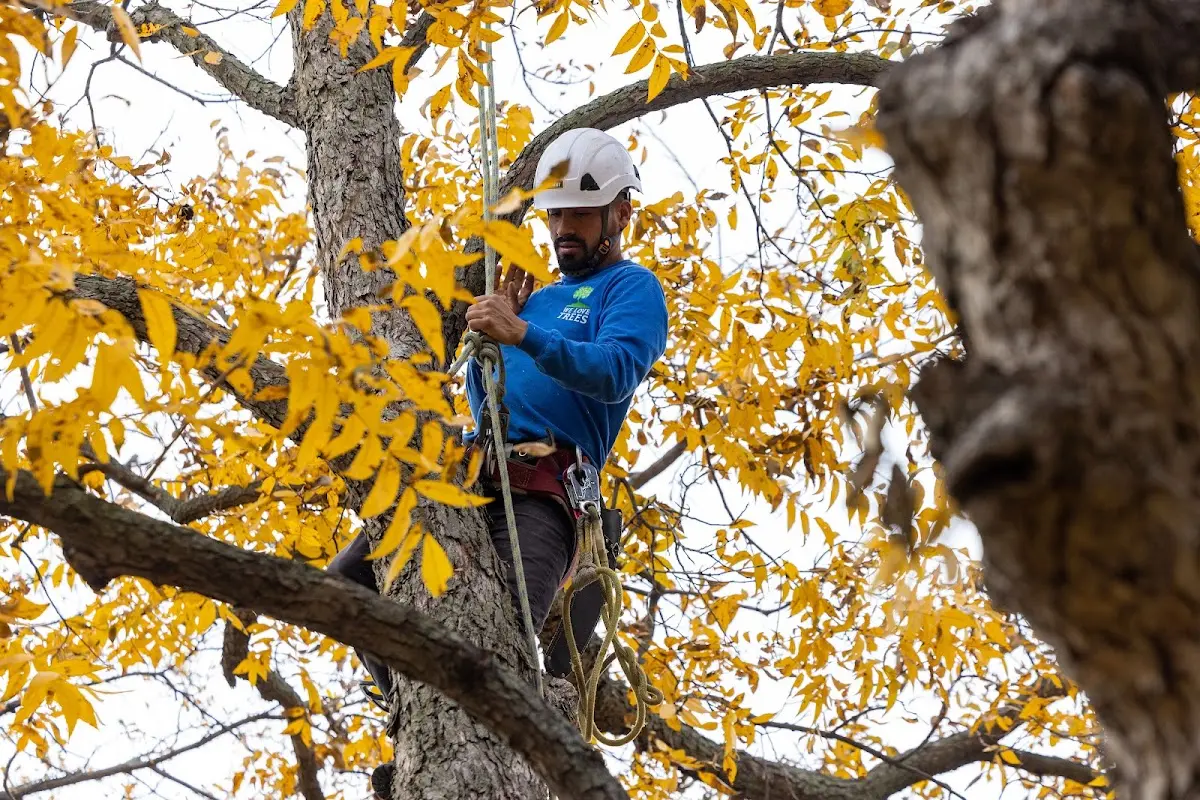 Skilled Tree Transplanting crew working in Dewart